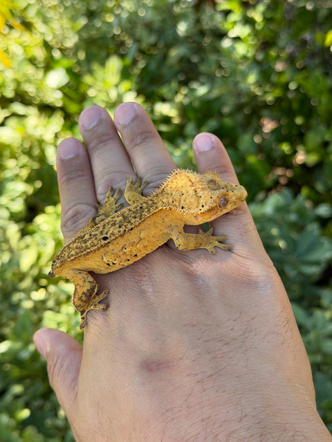 Tangerine Phantom Het Empty Back – Female Crested Gecko