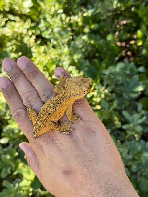 Tangerine Phantom Het Empty Back – Female Crested Gecko