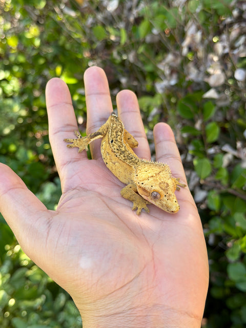 Tangerine Phantom Het Empty Back – Female Crested Gecko