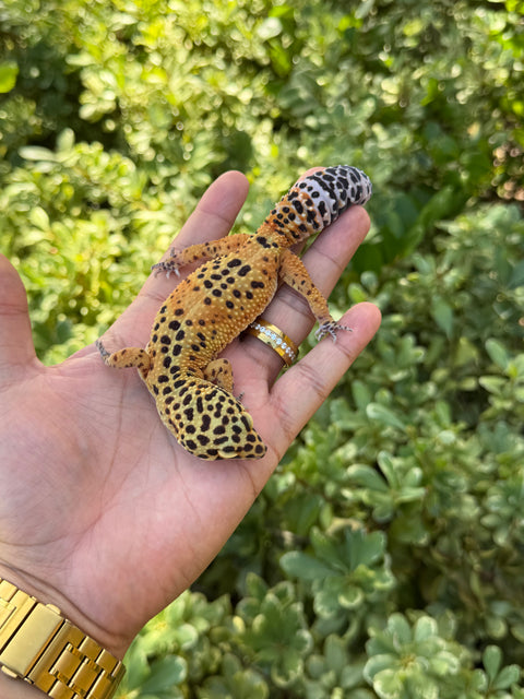 Clown x Blood Emerine Cross – Female Leopard Gecko