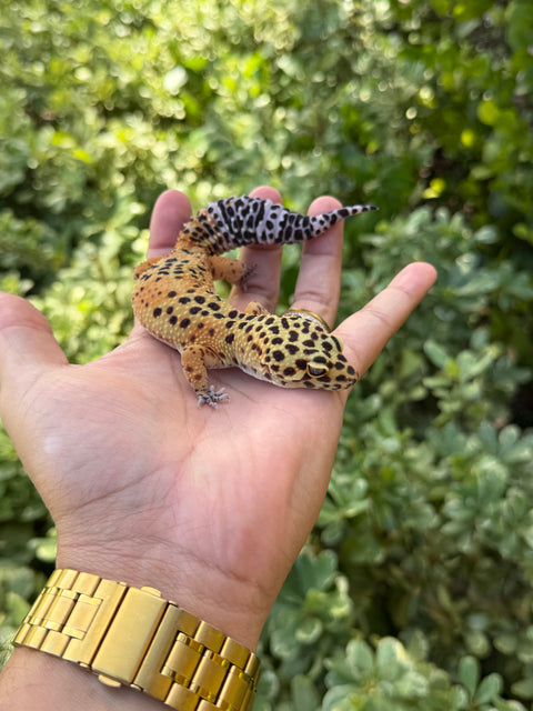 Clown x Blood Emerine Cross – Female Leopard Gecko