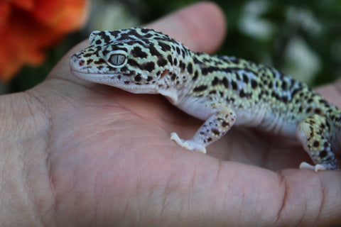 Leopard Geckos