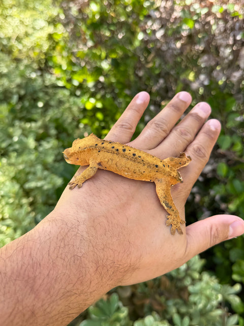 Tangerine Phantom Dalmatian – Female Crested Gecko