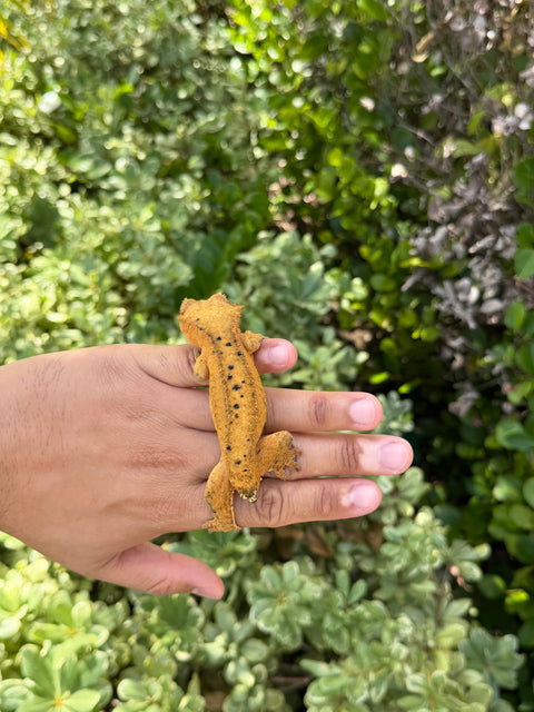 Tangerine Phantom Dalmatian – Female Crested Gecko