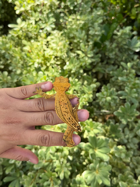 C2 Lineage Tangerine Quad Stripe – Male Crested Gecko