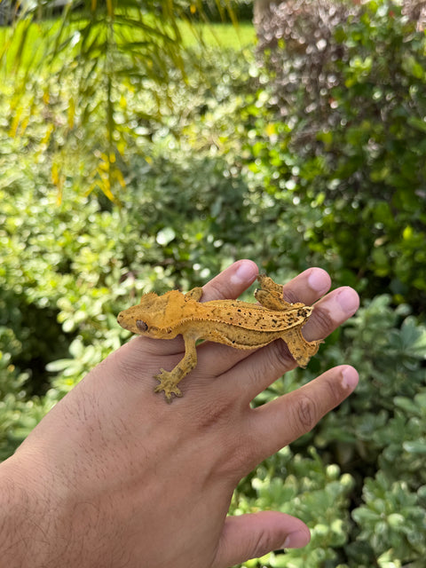 C2 Lineage Tangerine Quad Stripe – Male Crested Gecko
