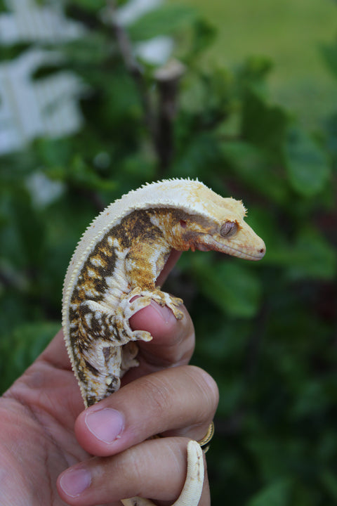 Crested Geckos