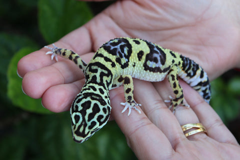 Leopard Geckos