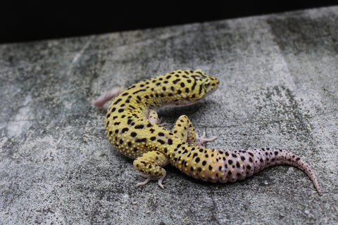 25-HXE-M01-BS