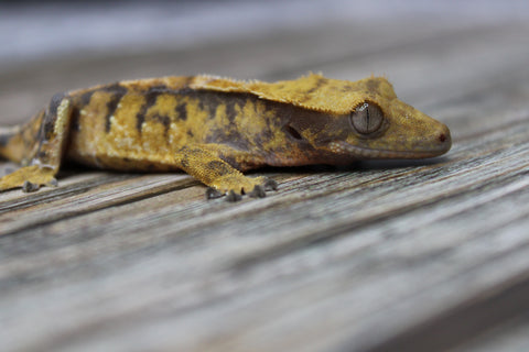 Tiger Crested Gecko – Juvenile | Strong Pattern & Clean Structure