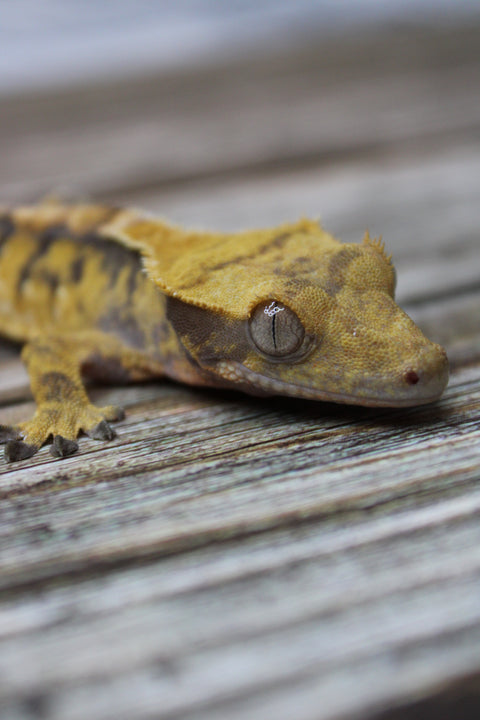 Tiger Crested Gecko – Juvenile | Strong Pattern & Clean Structure