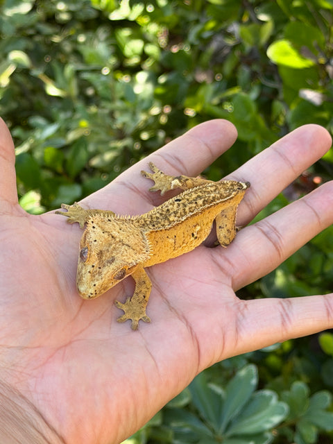 Tangerine Phantom Het Empty Back – Female Crested Gecko
