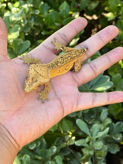 Tangerine Phantom Het Empty Back – Female Crested Gecko