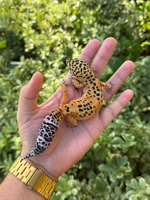 Clown x Blood Emerine Cross – Female Leopard Gecko