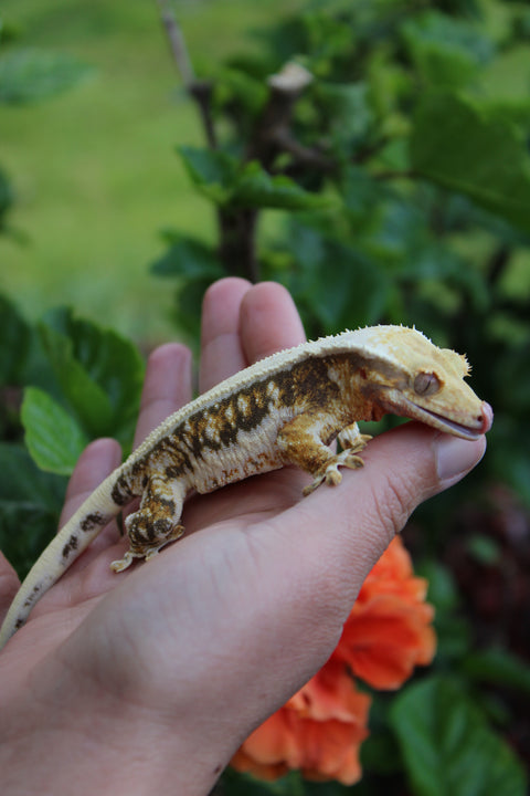 Reptiles