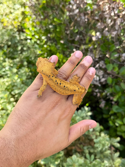 Tangerine Phantom Dalmatian – Female Crested Gecko