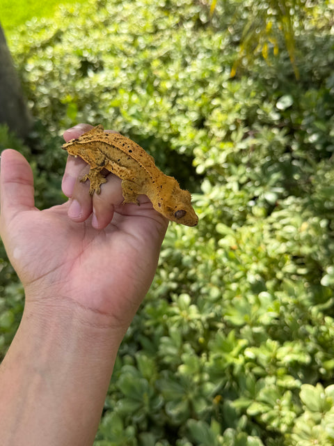 C2 Lineage Tangerine Quad Stripe – Male Crested Gecko